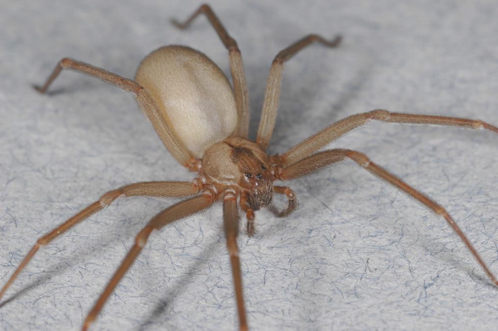 Brown Recluse Spider
